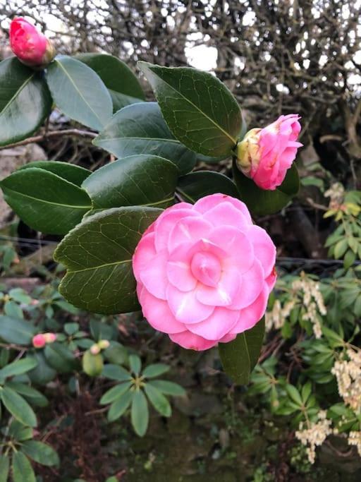 Maisonnette De Charme Les Jardins De Lou Boussac  المظهر الخارجي الصورة
